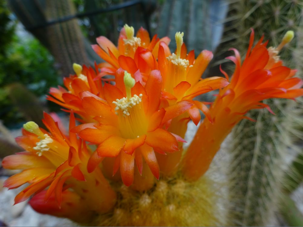 Cleistocactus icosagonus