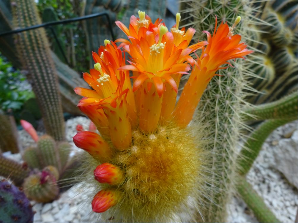 Cleistocactus icosagonus