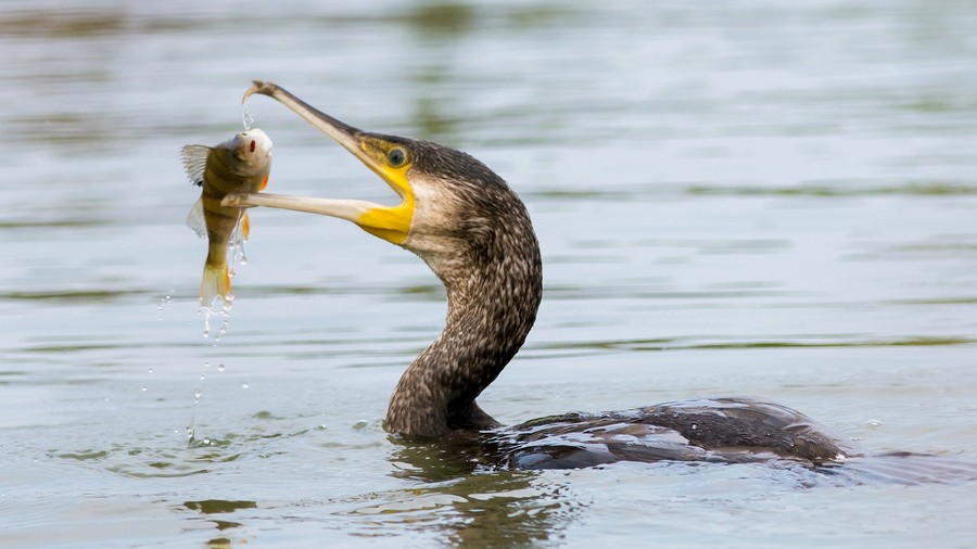 Les cormorans Aalsch10