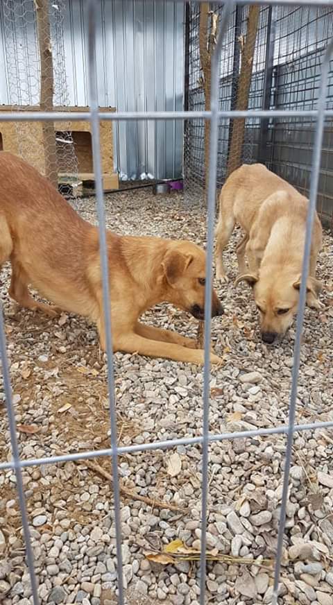 TORRY, M-X, 12 kg, né 2015 (EX-FOURRIERE ORASTIE/REFUGE LUPY) MEFIANT, sauvé de l'euthanasie Fb_i2501