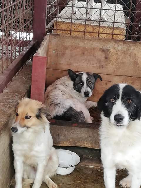 OPRAH, F-X, Née ??, 25KG (ORASTIE/LUPY) Prise en charge SPA PLOUHINEC Fb_i3329