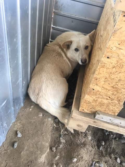 URGENCES CHIENS ET CHATS - ORASTIE (ROUMANIE) situation juillet 2022 Fb_i5268
