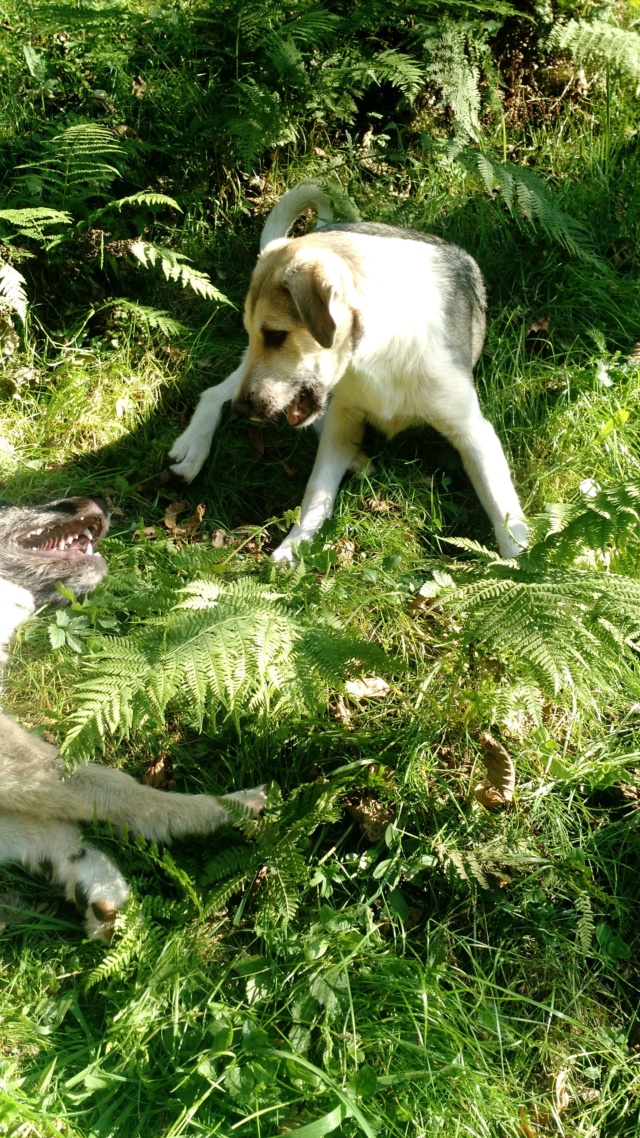 YANG ,M-X ,né 04/2018, sera moyen/grand (ORASTIE/RUE)- Fratrie 4 chiots -Prêts à rentrer- Rece2341