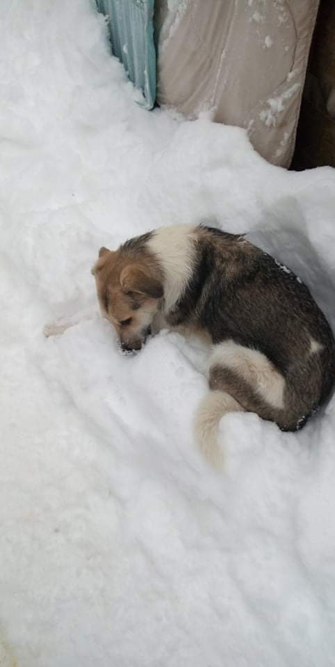 YANG ,M-X ,né 04/2018, sera moyen/grand (ORASTIE/RUE)- Fratrie 4 chiots -Prêts à rentrer- Rece3983