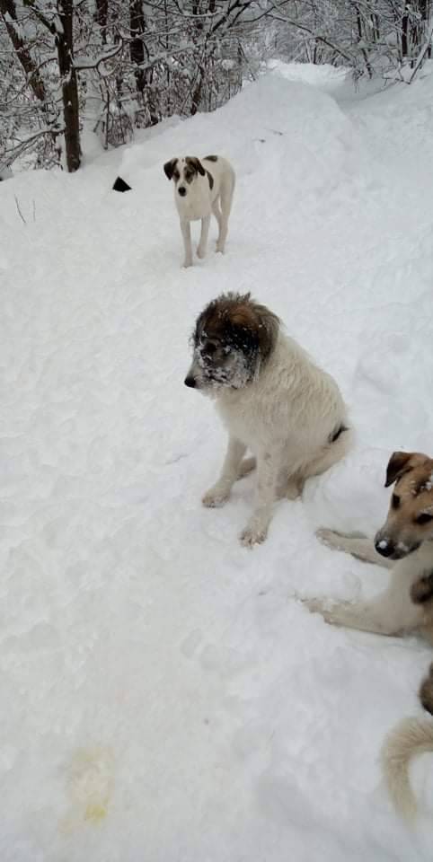 YANG ,M-X ,né 04/2018, sera moyen/grand (ORASTIE/RUE)- Fratrie 4 chiots -Prêts à rentrer- Rece3984
