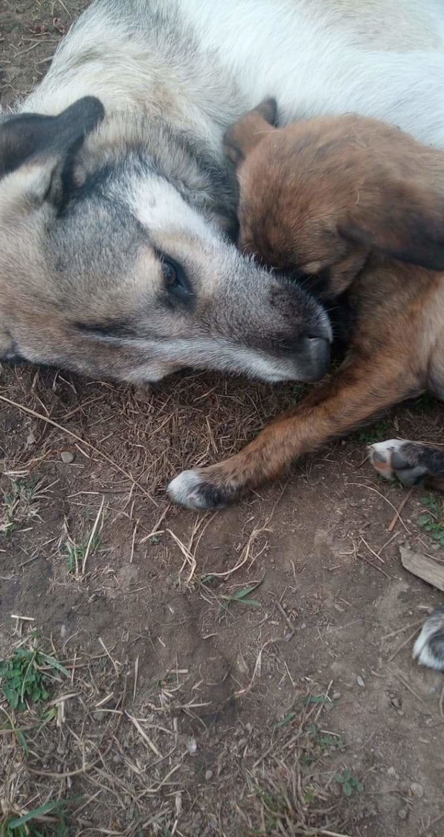 YANN ,M-X ,né 04/2018, sera moyen/grand (ORASTIE/RUE)- Fratrie 4 chiots -Prêts à rentrer- Rece7047
