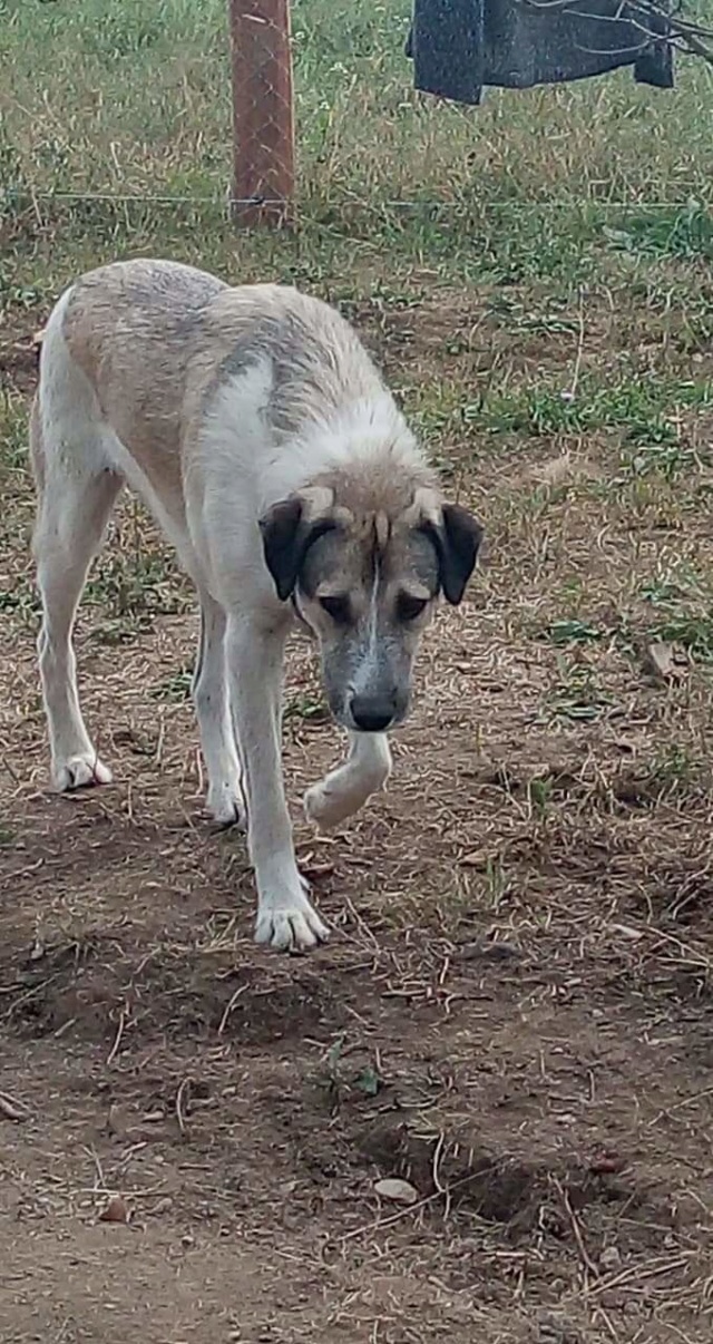 YANN ,M-X ,né 04/2018, sera moyen/grand (ORASTIE/RUE)- Fratrie 4 chiots -Prêts à rentrer- Rece7050
