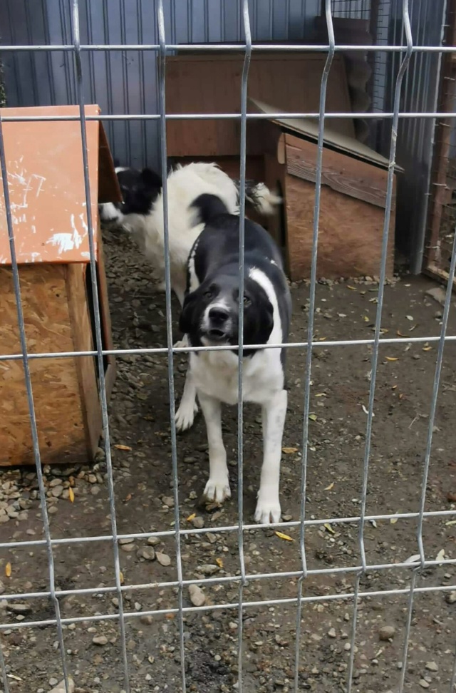 baiko - BAÏKO, M-X, 30 kg, né 2017 (EX-FOURRIERE ORASTIE) - REFUGE LUPY - Page 2 Rece7505