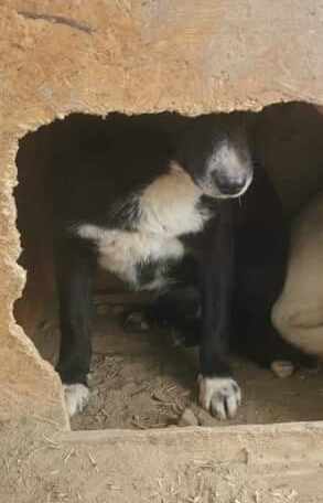 URGENCES CHIENS ET CHATS - ORASTIE (ROUMANIE) situation juillet 2022 Rece8012