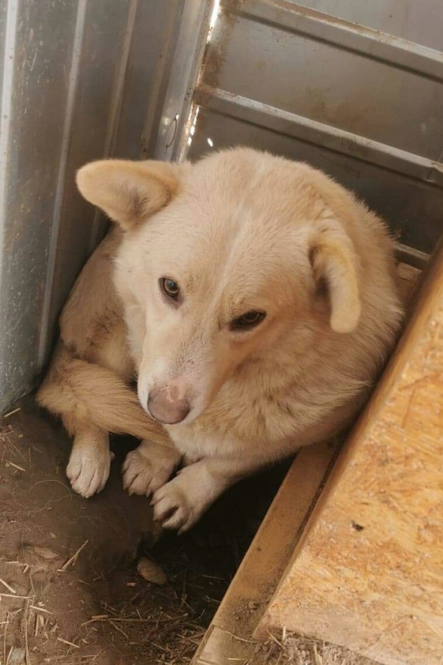 URGENCES CHIENS ET CHATS - ORASTIE (ROUMANIE) situation juillet 2022 Rece8018