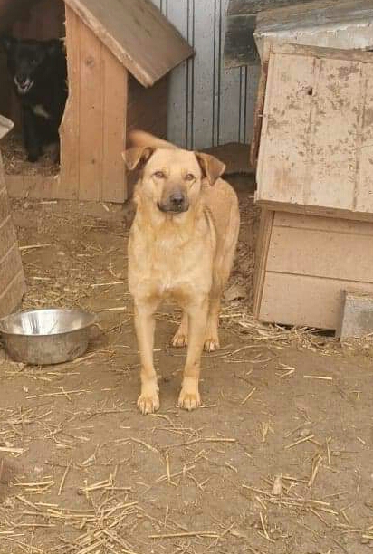 URGENCES CHIENS ET CHATS - ORASTIE (ROUMANIE) situation juillet 2022 Rece8037