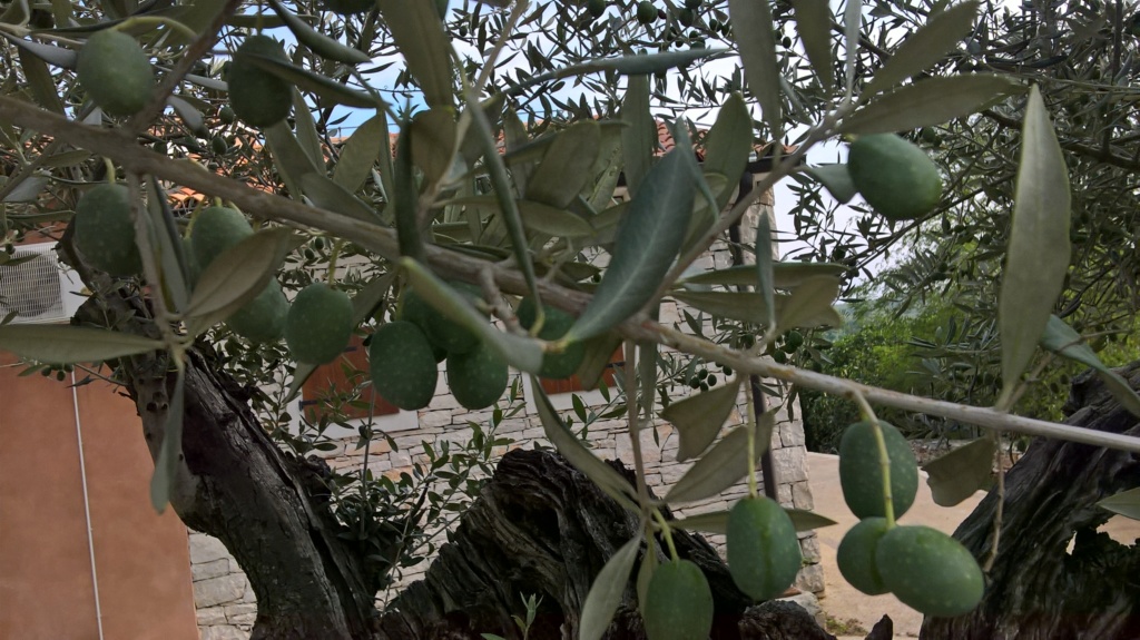 ¿Qué variedad son estos olivos? (Croacia) Wp_20137