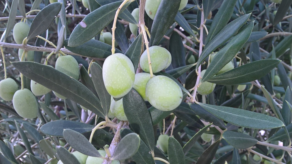 ¿Qué variedad son estos olivos? (Croacia) Wp_20142