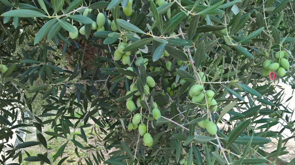 ¿Qué variedad son estos olivos? (Croacia) Wp_20143