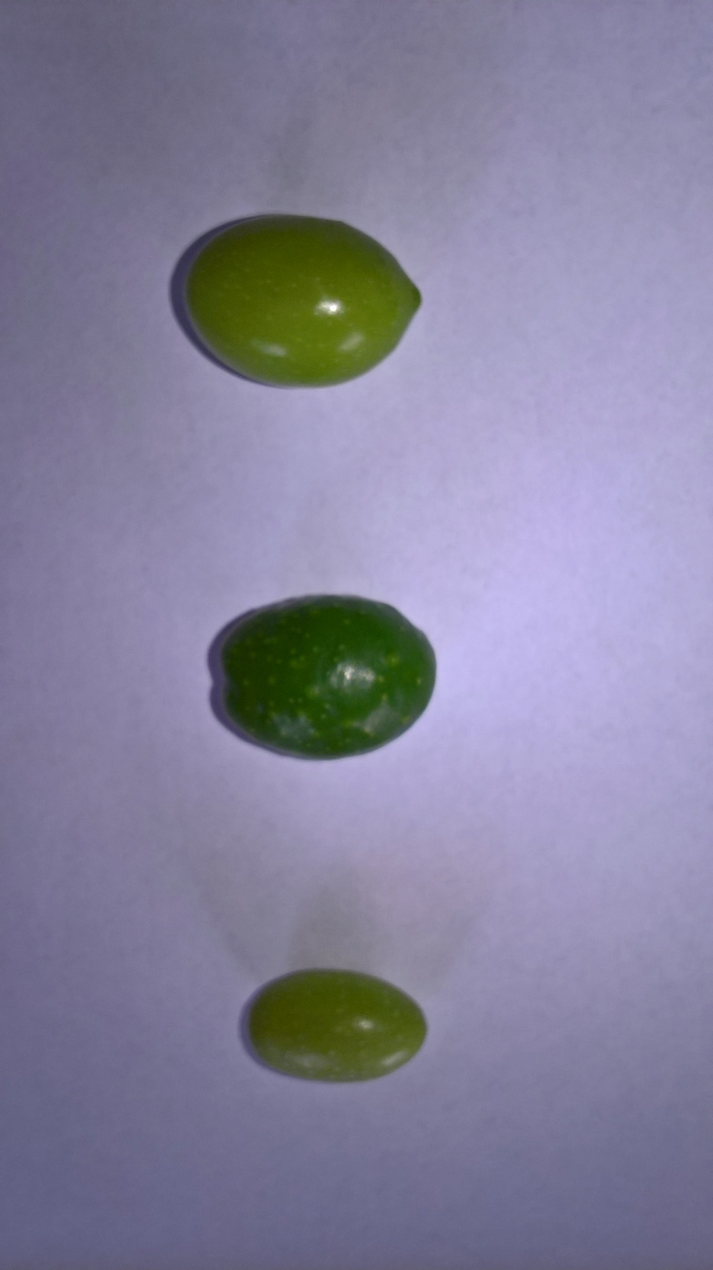 ¿Qué variedad son estos olivos? (Croacia) Wp_20145