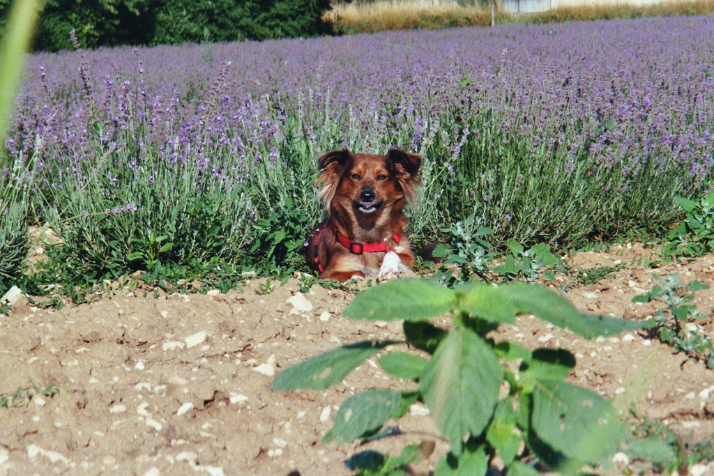 CARLA - femelle, née environ août 2015, croisée, taille petite à moyenne - REMEMBER ME LAND - Adoptée par Corinne (depart21) - Page 3 Imm02210