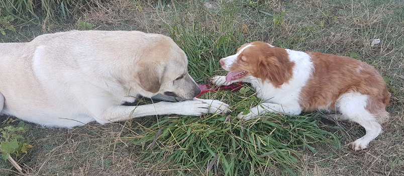 AU - Snoopy - Gedeeltelijke adoptie 20180782