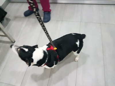AU Pancho Img-2021