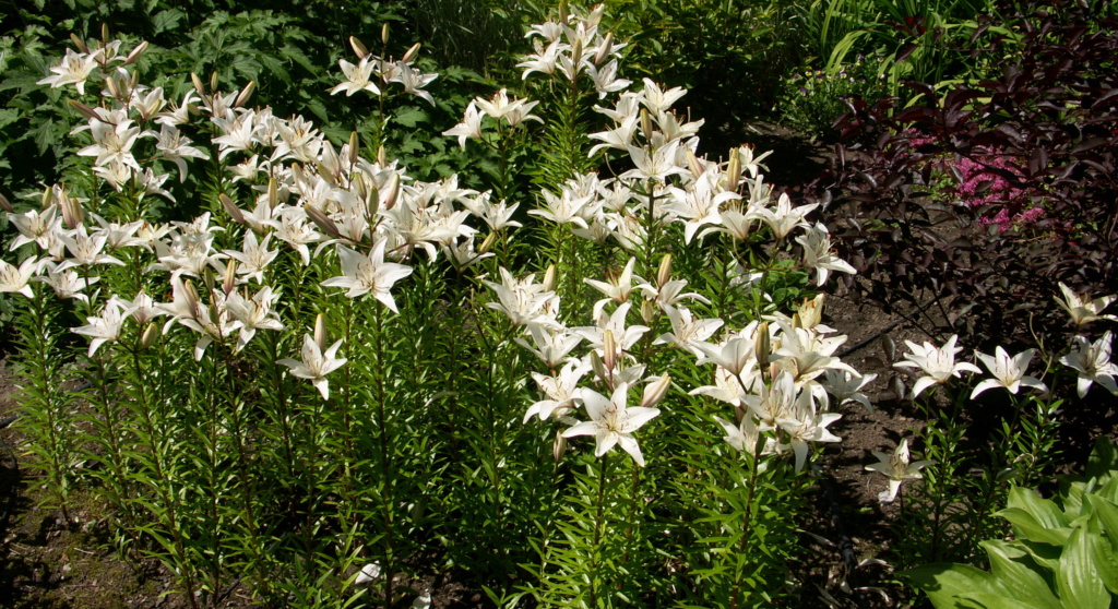 Feuillage de lys Pict5711