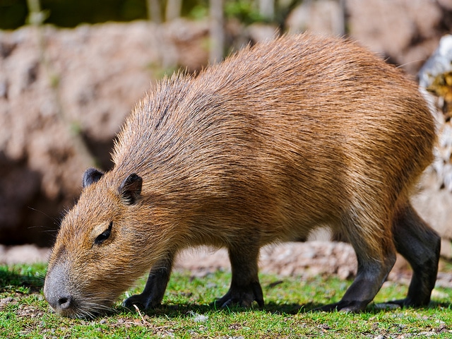 [Boom] Capybara Capyba10