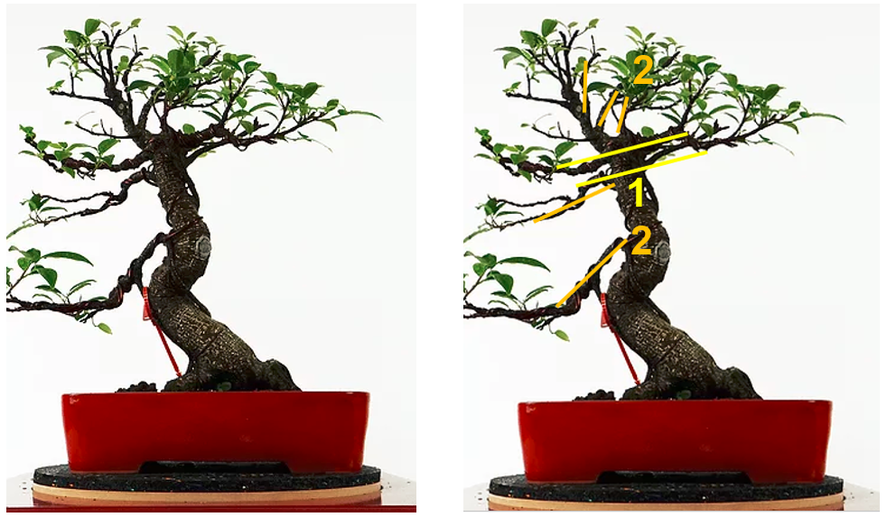 Fundamentos del diseño 02 - Reglas del bonsai 0301_r10