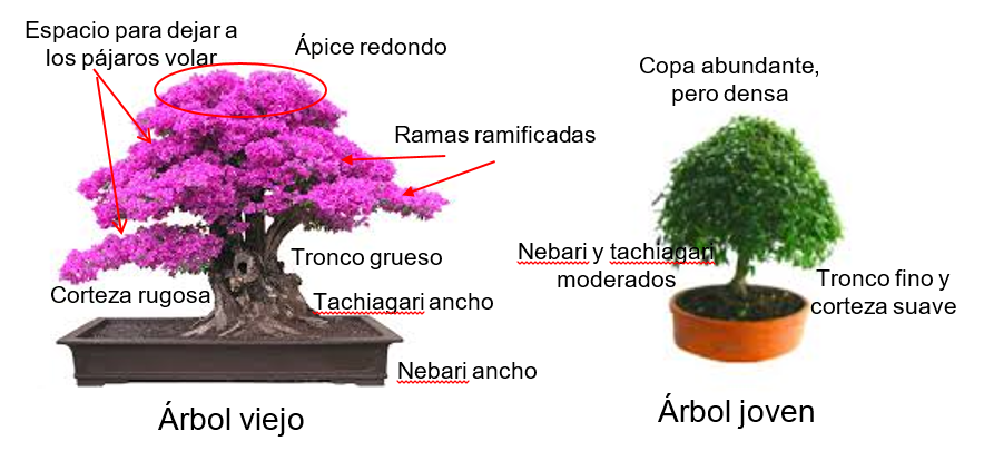 Fundamentos del diseño 03 - Número de oro y edad 06-08_10