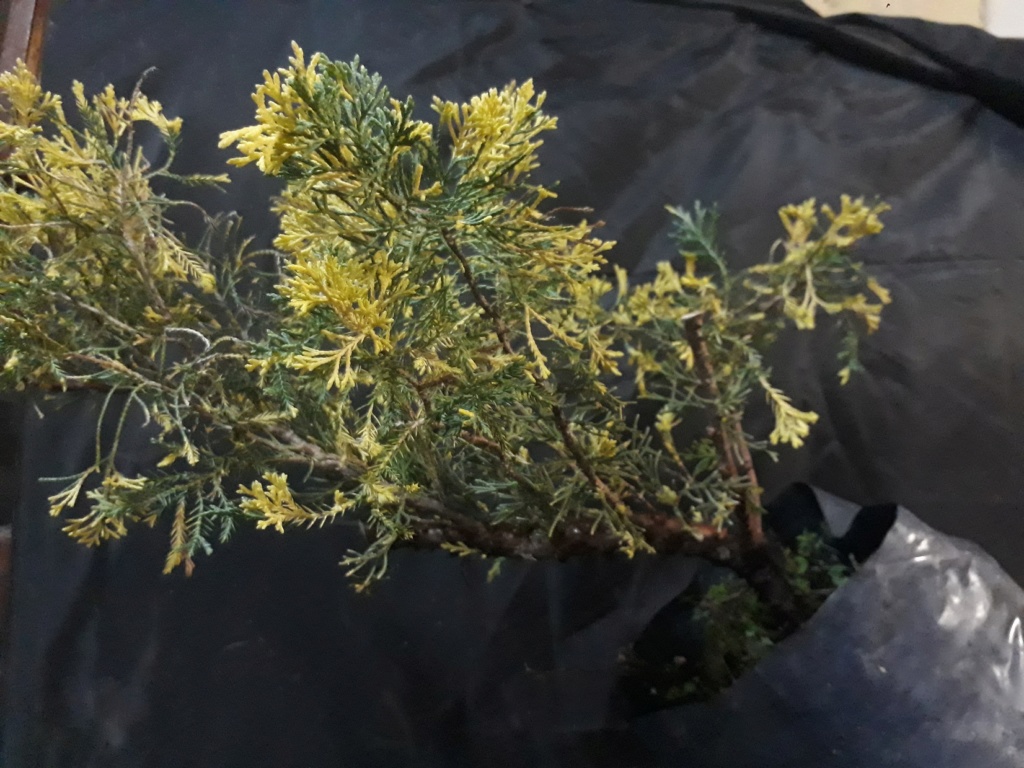 Juniperus chinensis variegado Juni2611
