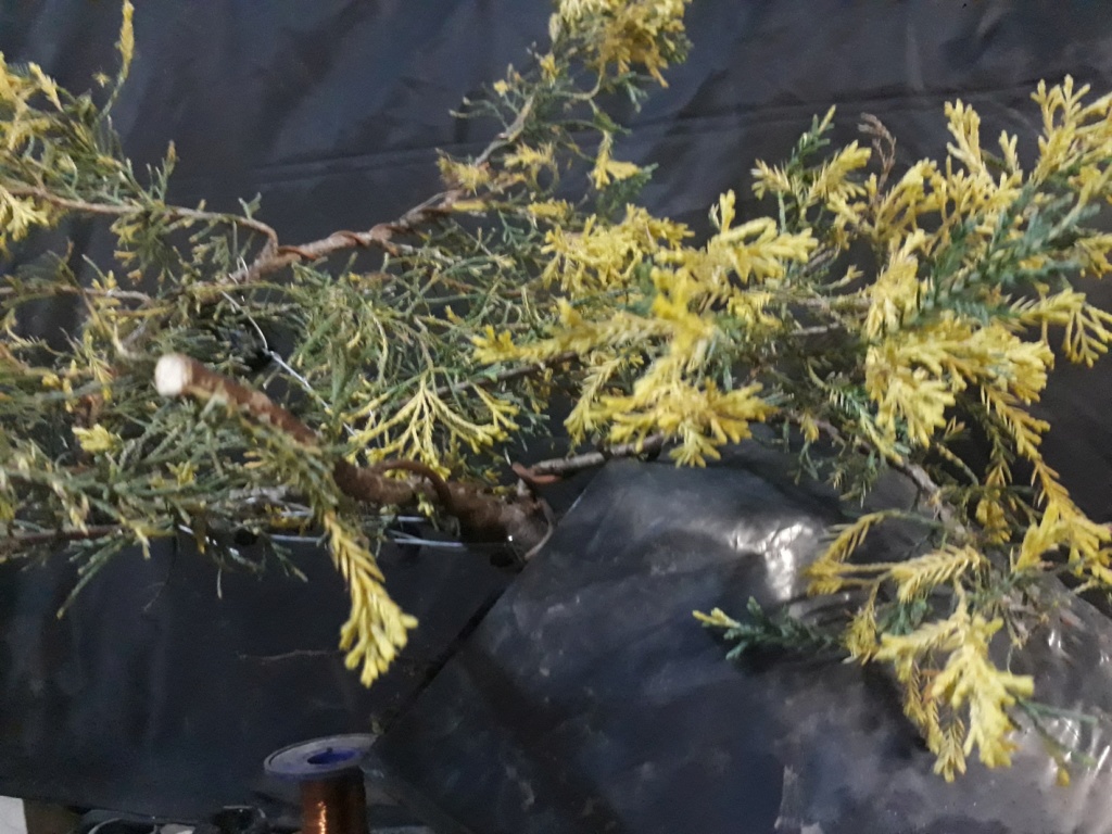 Juniperus chinensis variegado Juni2614