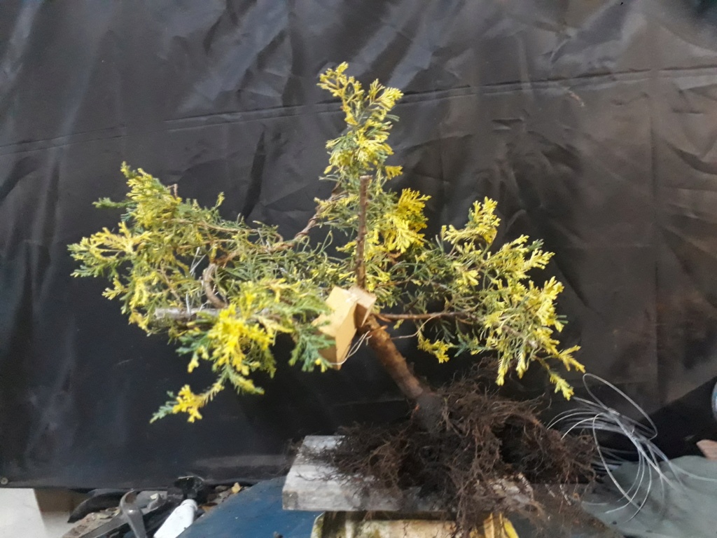 Juniperus chinensis variegado Juni2619