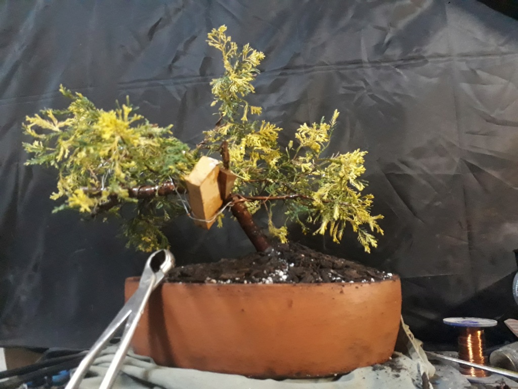 Juniperus chinensis variegado Juni2620