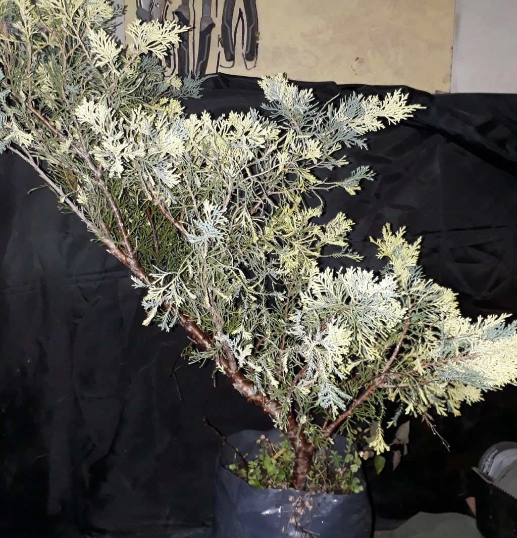 Juniperus chinensis variegado Juni2623