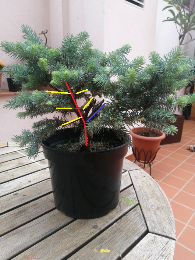 Picea glauca nueva Picea10