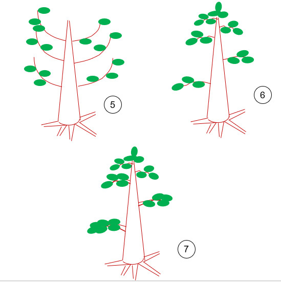 Los pre-bonsai Vertic11