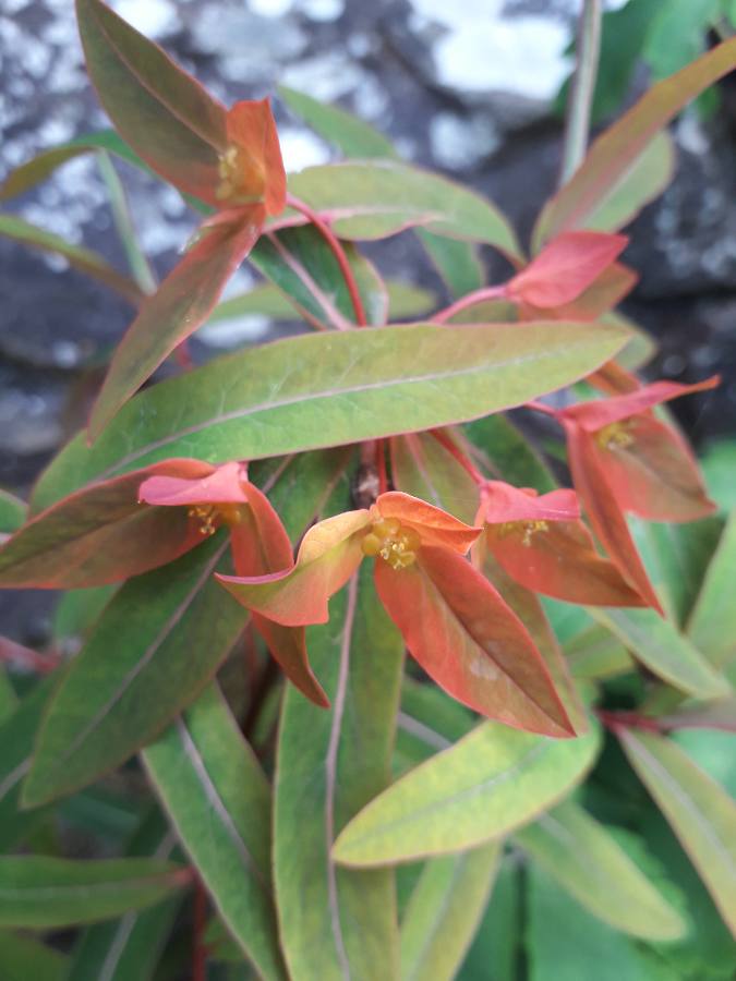 Euphorbia griffithii 15565813