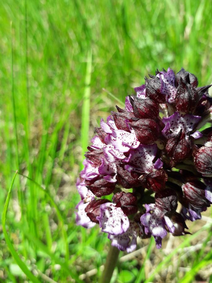 Orchis purpurea - orchis pourpre 15567110