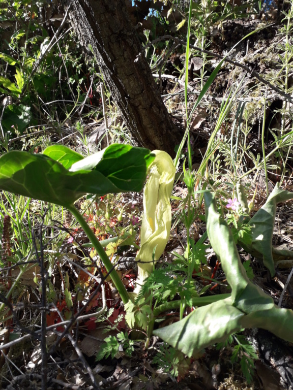 Arum italicum 20190188