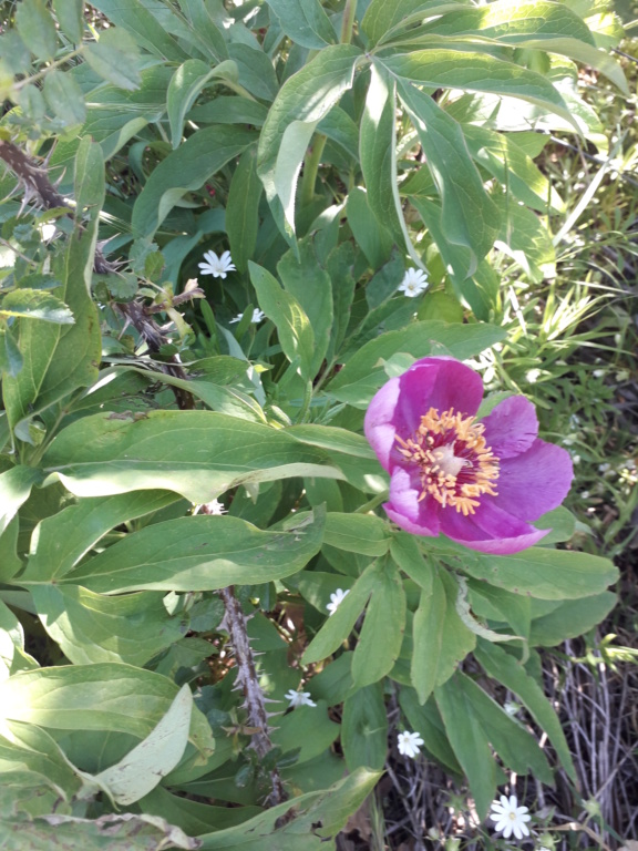 Paeonia mascula 20190368