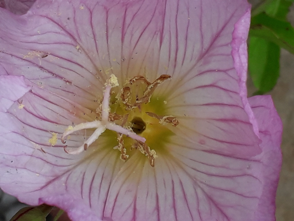 Oenothera rosea 20190396