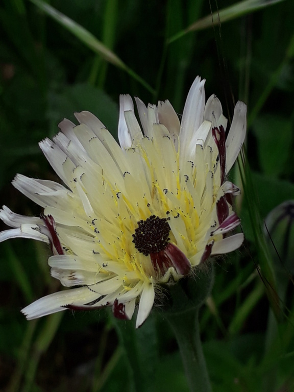 Urospermum dalechampii - urosperme de Daléchamps 20190408