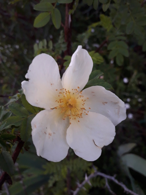 Rosa spinosissima  (= Rosa pimpinellifolia) 20190423
