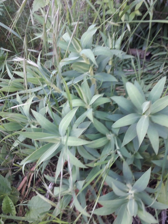Euphorbia nicaeensis - [identification] 20190451