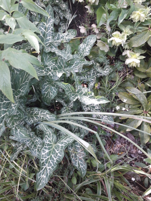 Arum italicum 20190453