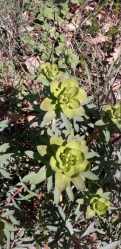 Euphorbia nicaeensis - [identification] 20190471