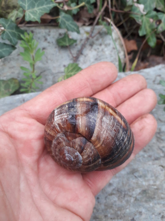 Connaissez vous cet escargot? - identification  20190479