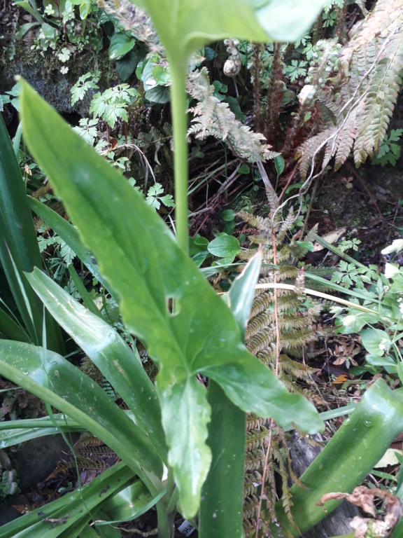 Arum hygrophilum 20190566