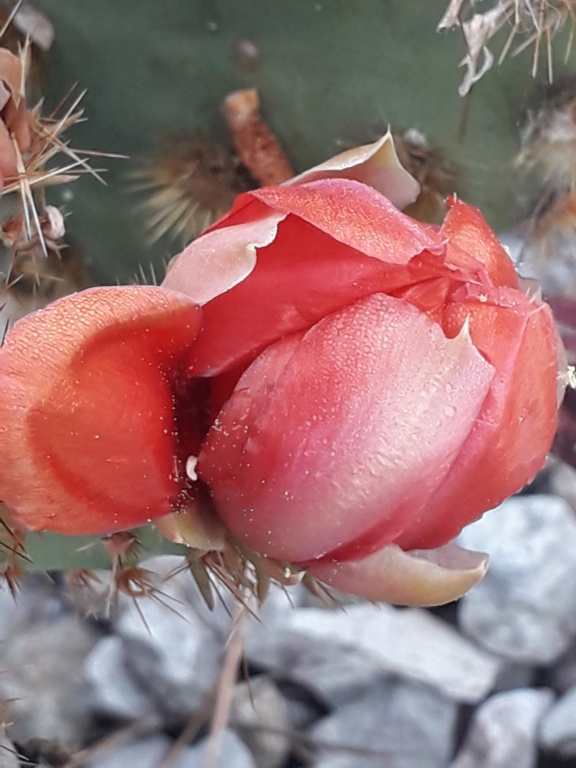 Cactus - floraisons 2019 - Page 2 20190818