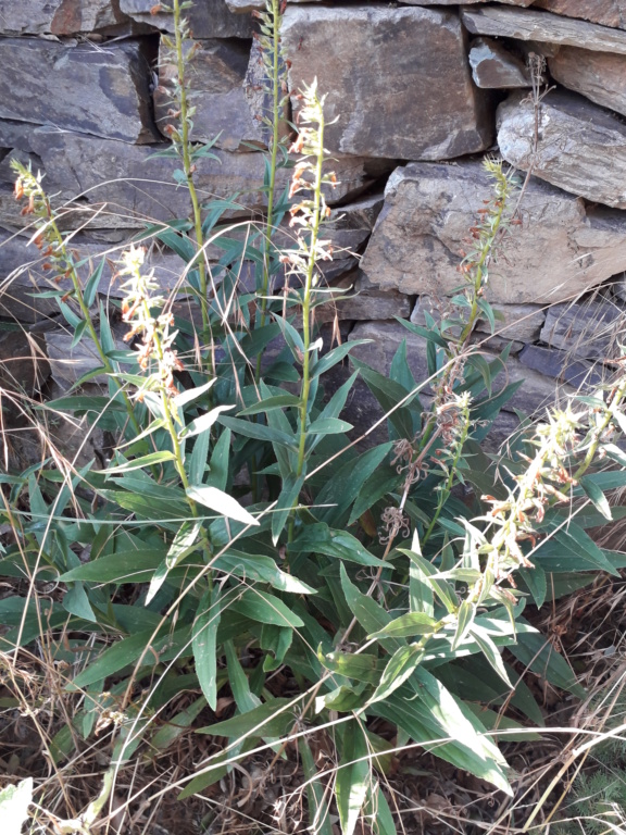 Digitalis lutea - digitale jaune 20190907