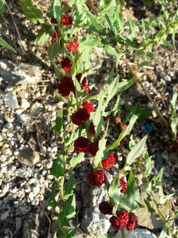 Chenopodium capitatum  (= Blitum capitatum) - épinard fraise 20190913