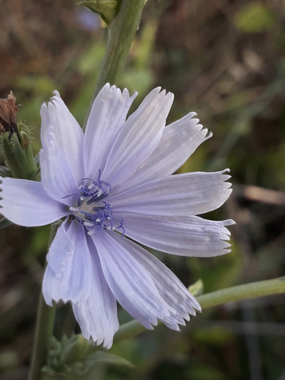 Cichorium intybus - chicorée sauvage, chicorée amère 20190918