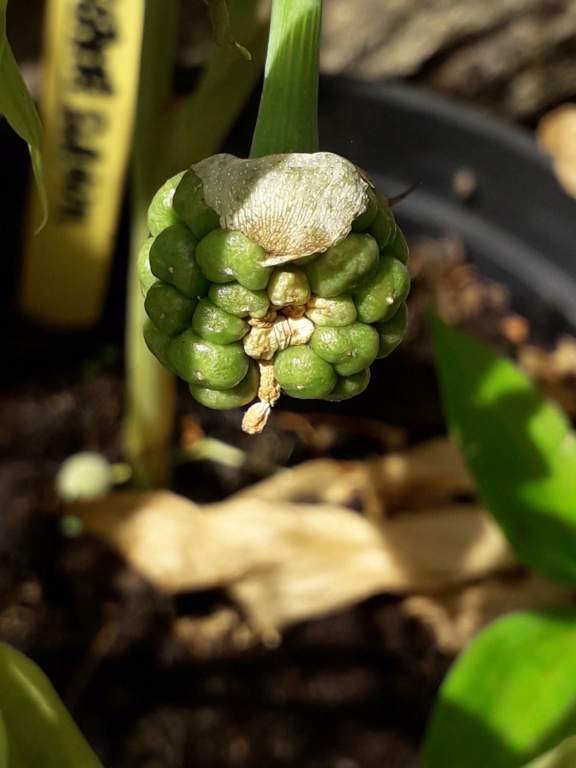 Arisaema flavum 20190952